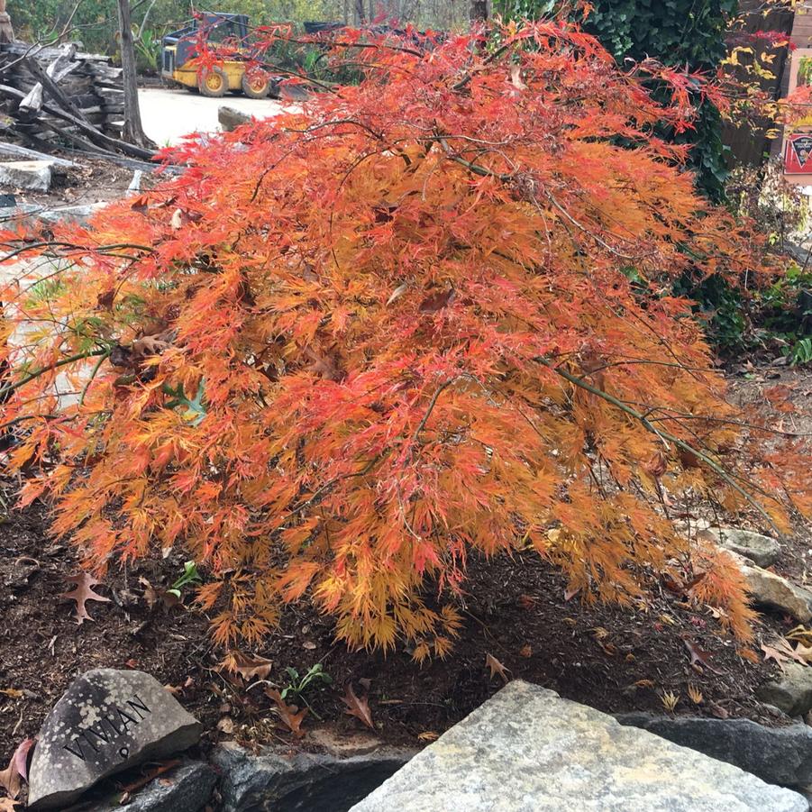 Acer palmatum dissectum Otto's Dissectum