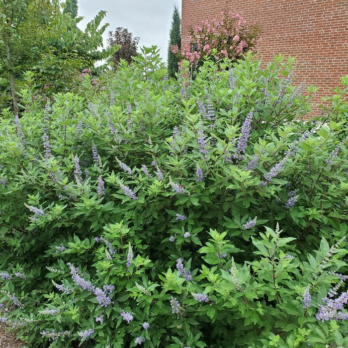Vitex Summertime Blues&reg;