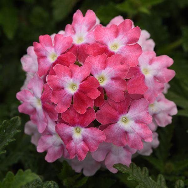 Verbena peruviana EnduraScape&trade; Pink FIzz