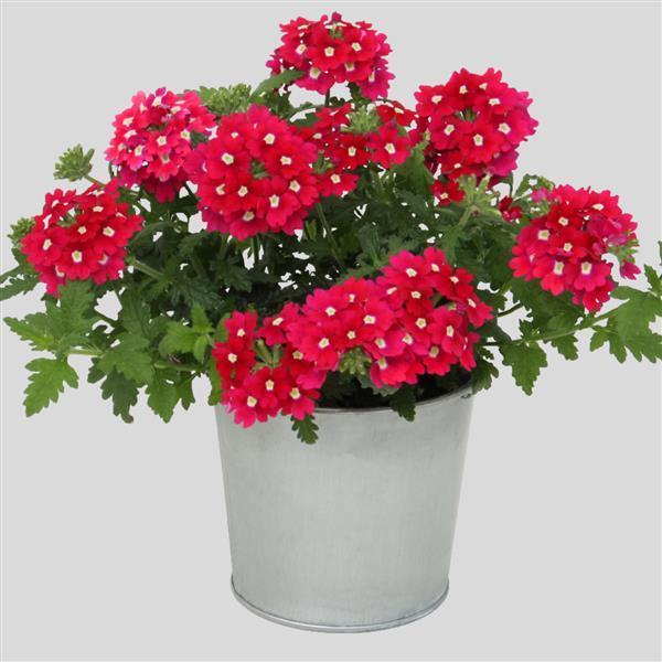 Verbena hybrid Blues Magenta w/Eye