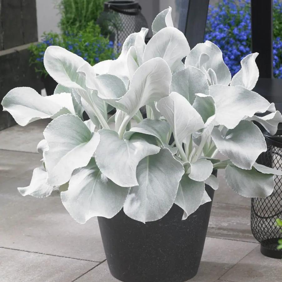 Senecio candicans 