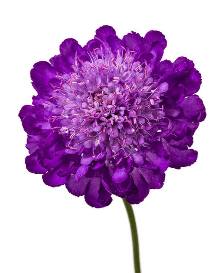 Scabiosa columbaria Giga Deep Ocean Blue