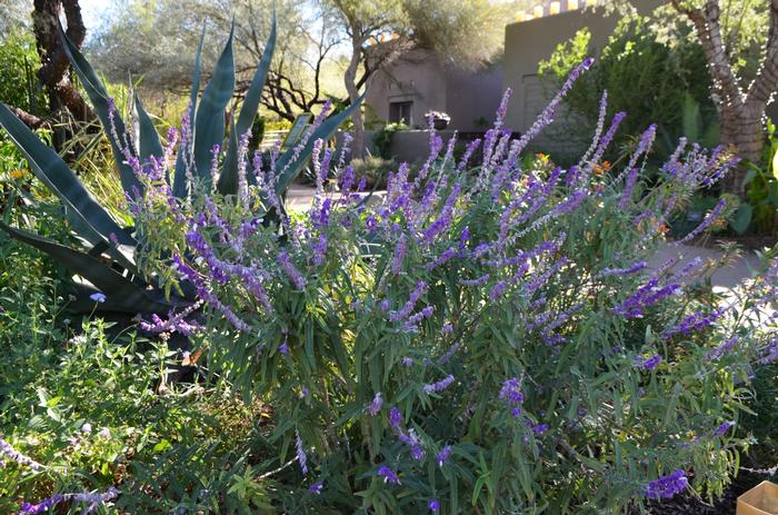 Salvia leucantha 
