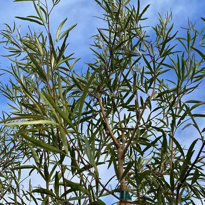 Rhus lancea 