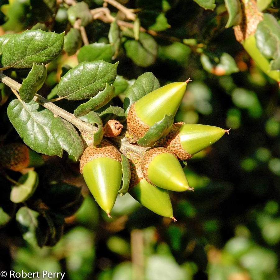 Quercus agrifolia 