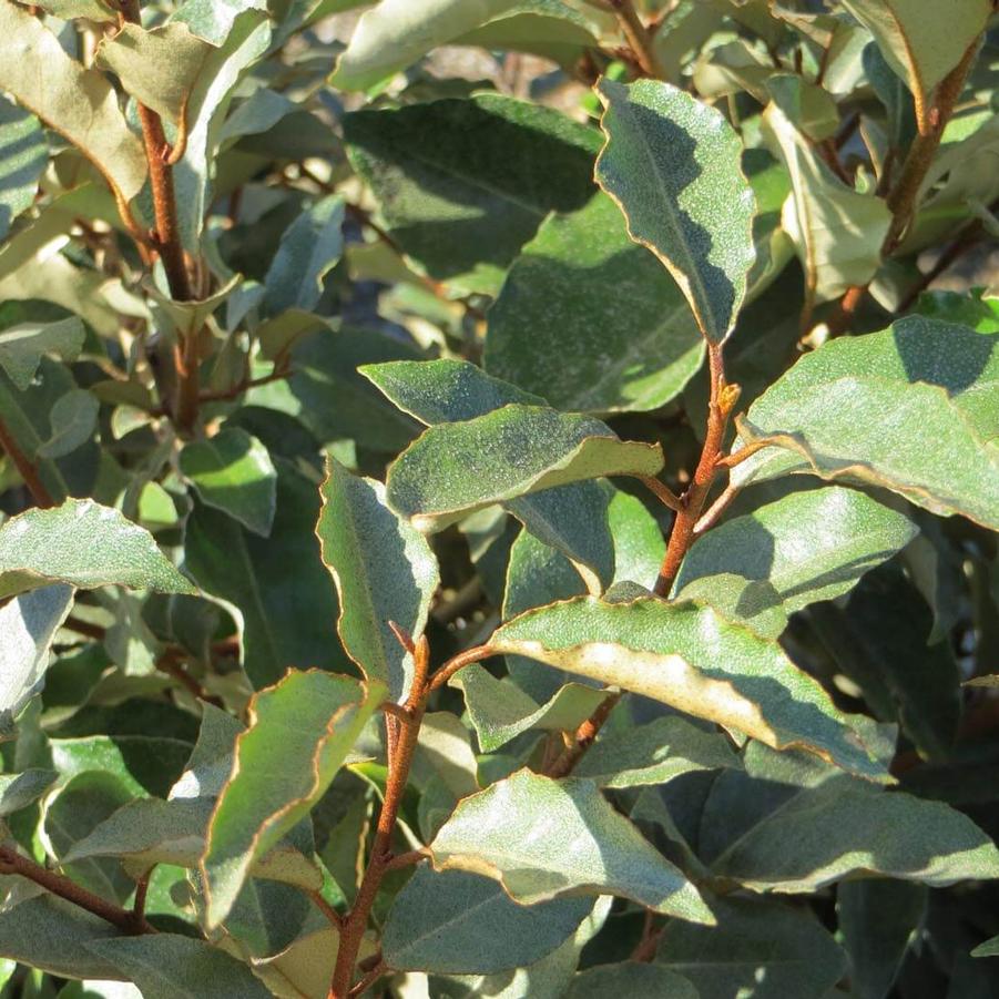 Elaeagnus pungens 