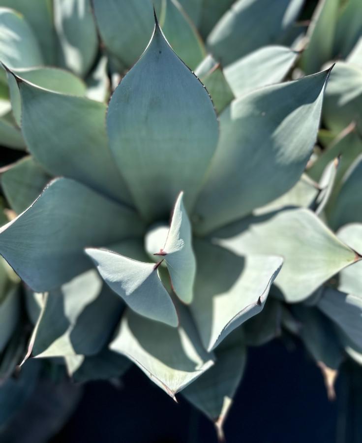 Agave celsii Nova