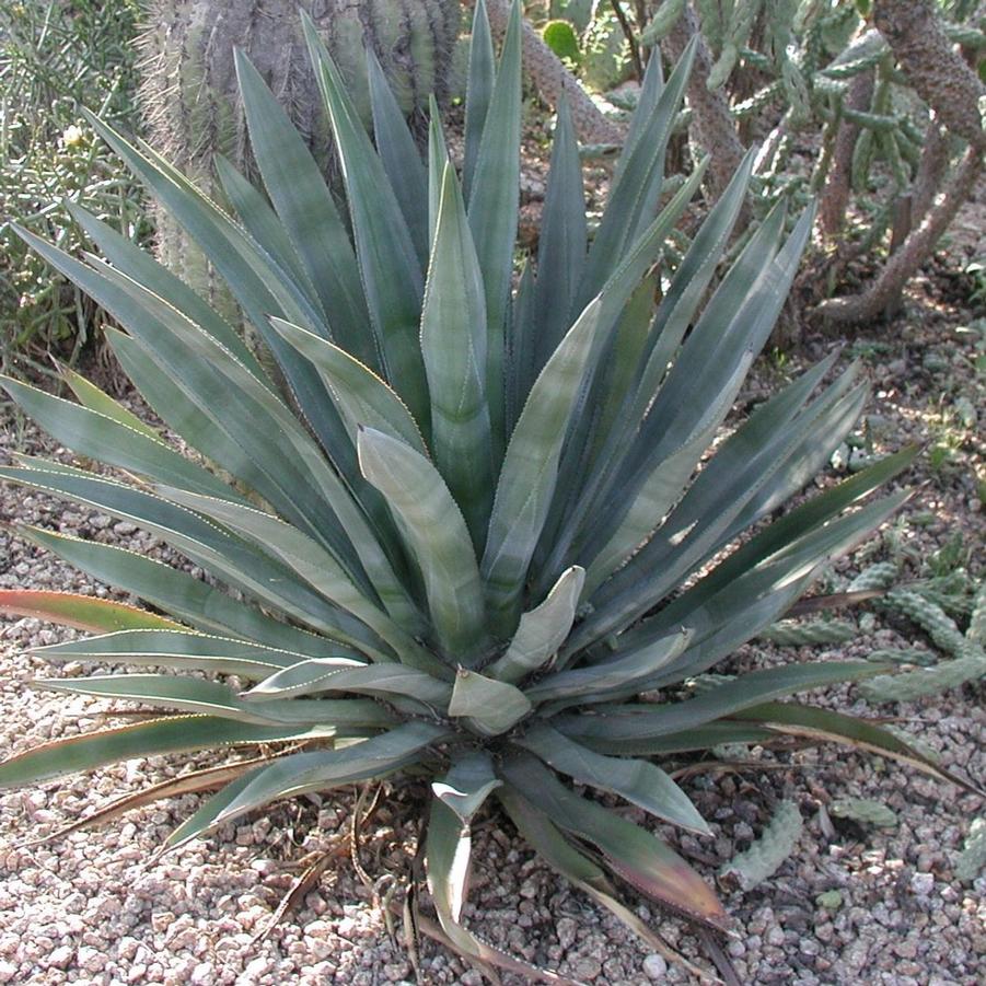 Agave murpheyi 