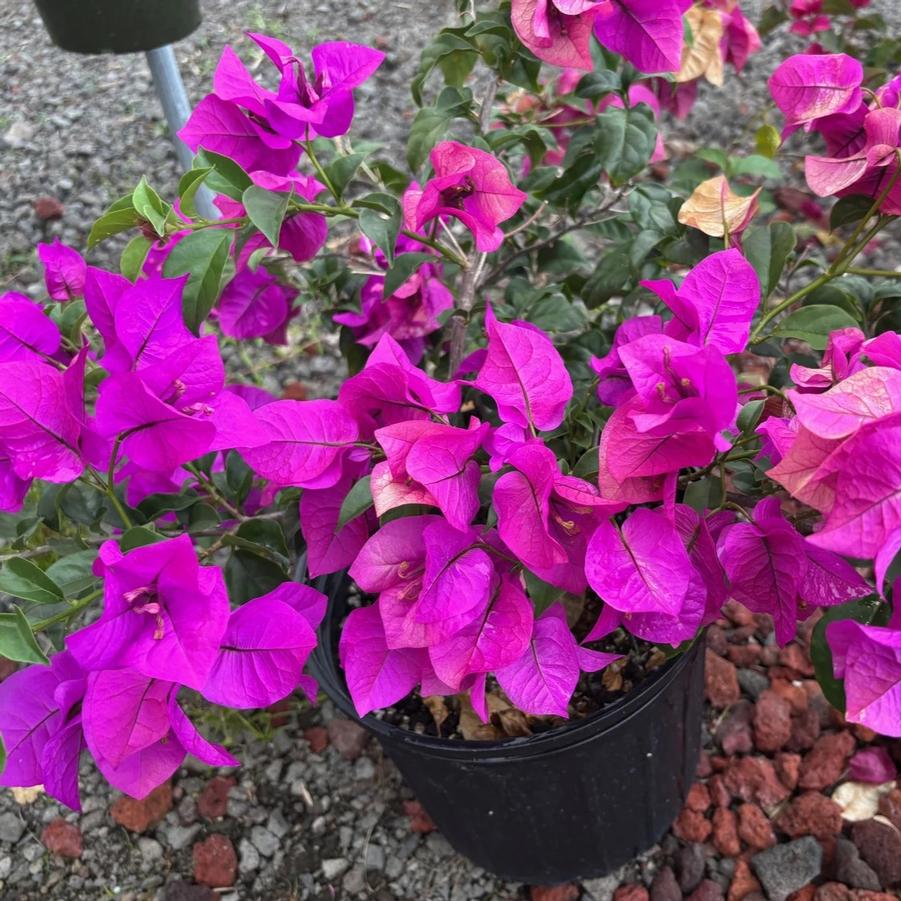 Bougainvillea Elizabeth Angus