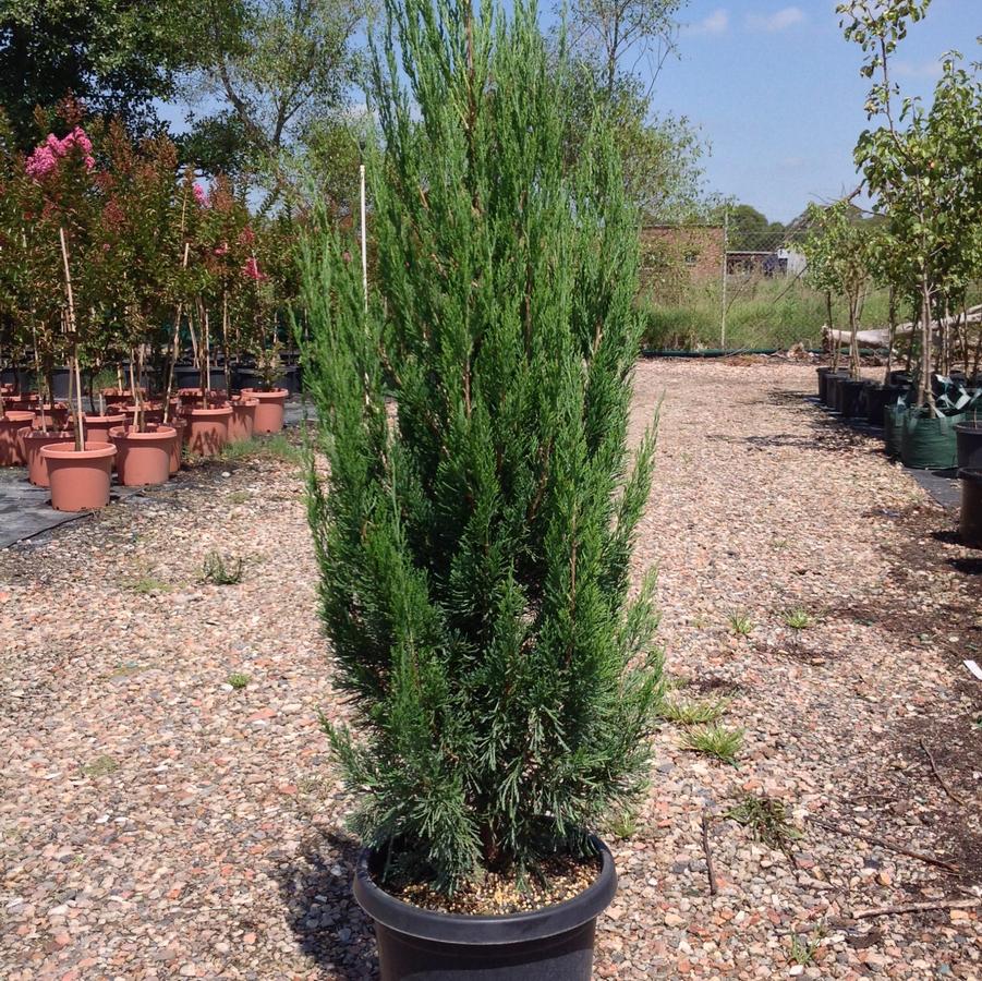 Juniperus chinensis Spartan