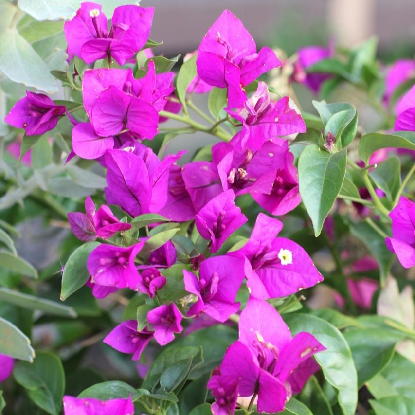 Bougainvillea brasiliensis 