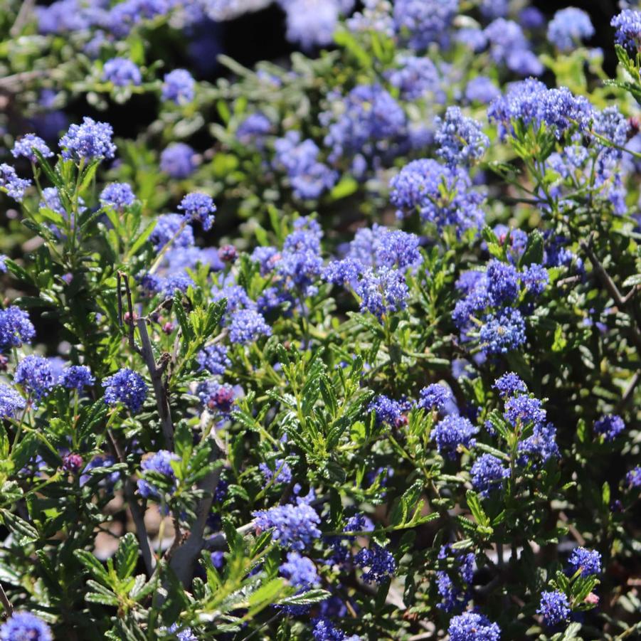 Ceanothus Joyce Coulter