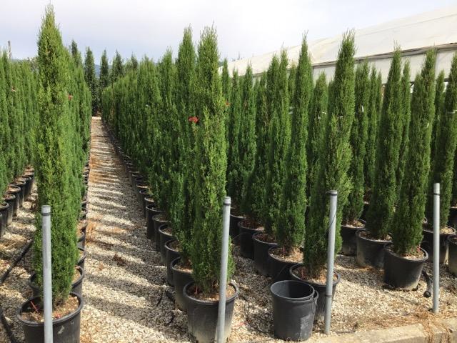 Cupressus sempervirens Totem