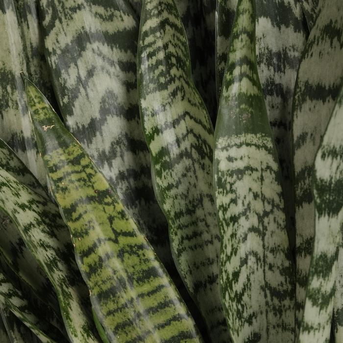 Sansevieria trifasciata Zeylanica