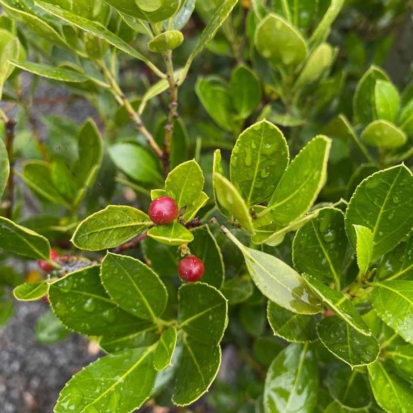 Rhamnus alaternus John Edwards