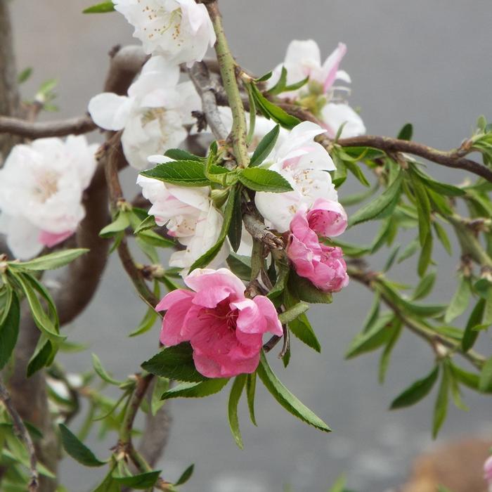Prunus persica Peppermint Twist&trade;