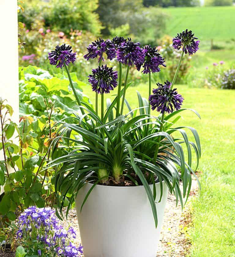 Agapanthus africanus Blackjack