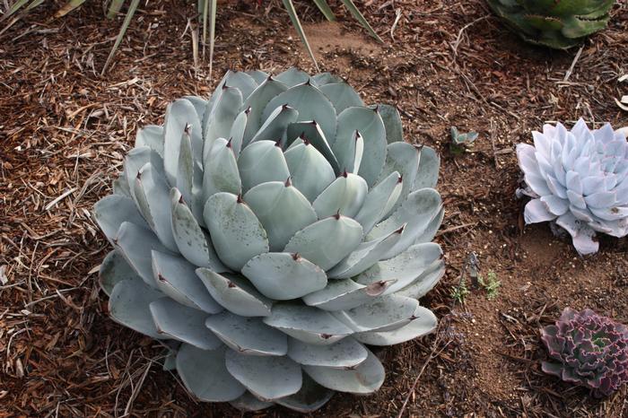 Agave parryi truncata