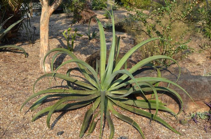 Agave vilmoriana 
