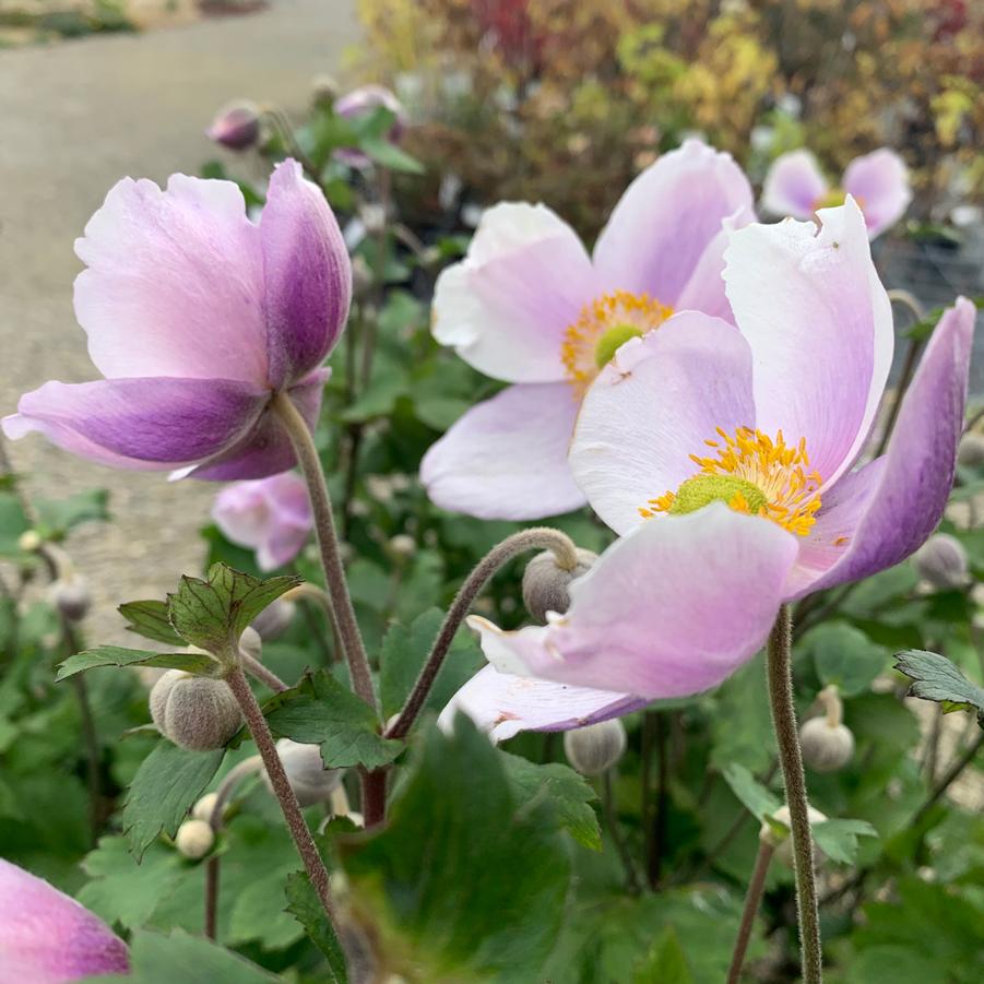 Anemone Regal Swan