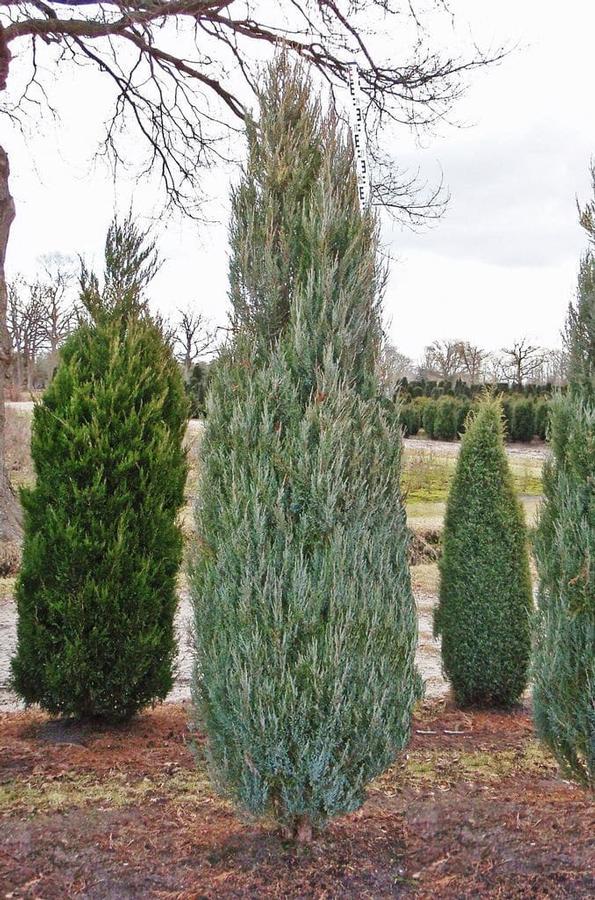Juniperus virginiana Skyrocket
