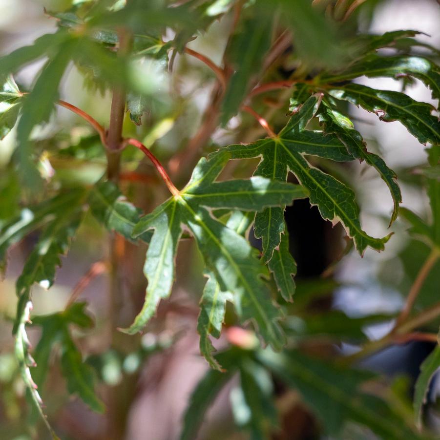 Acer palmatum Matsugae