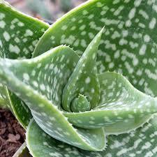 Aloe deltoideodanta Sparkler