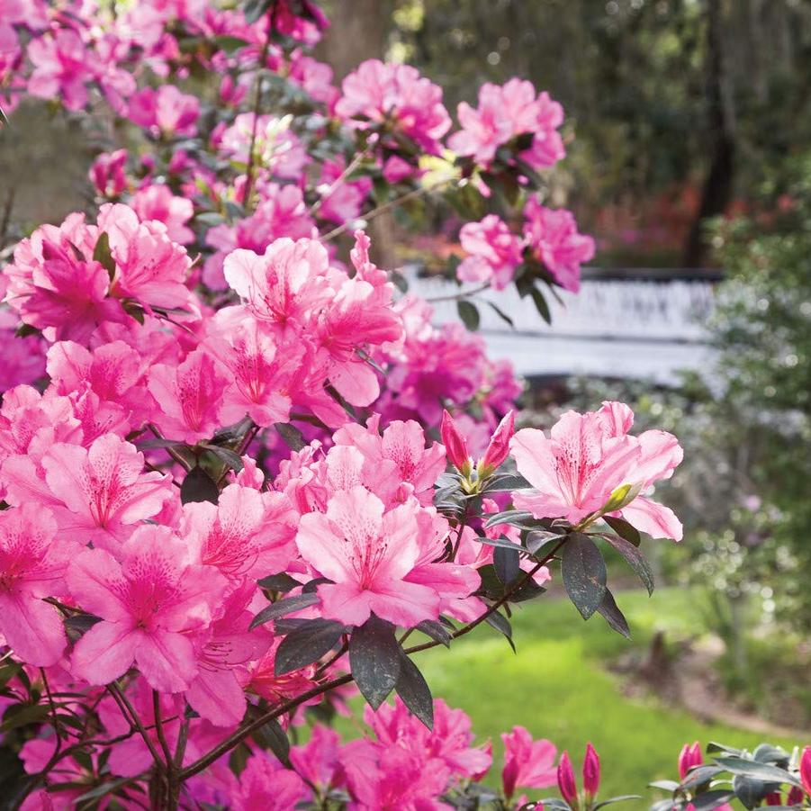Azalea Southern Indica Southern Charm