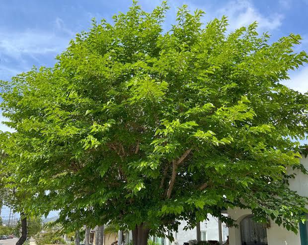 Morus alba 