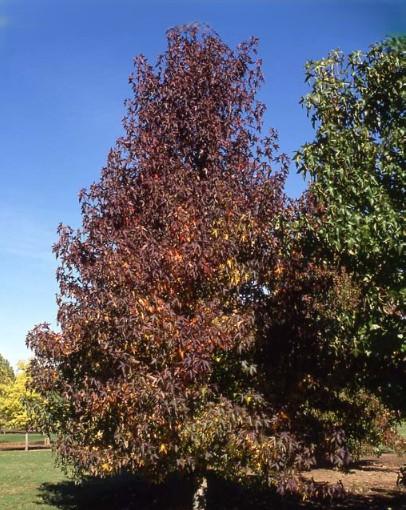 Liquidambar styraciflua Worplesdon
