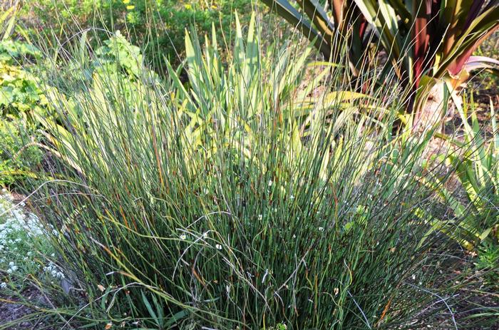 Chondropetalum tectorum 