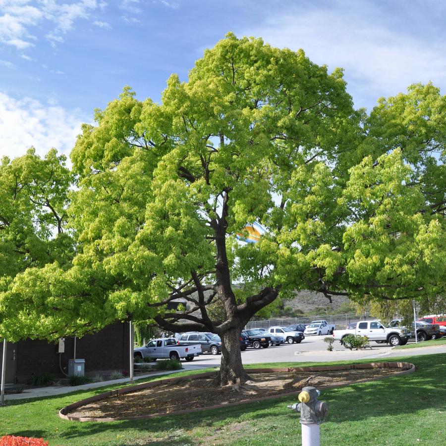 Cinnamomum camphora 