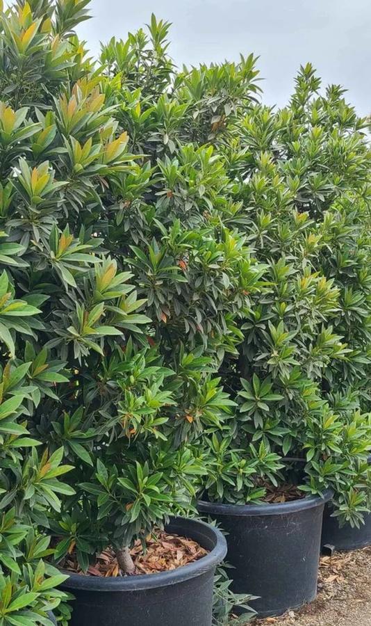 Elaeocarpus decipiens 