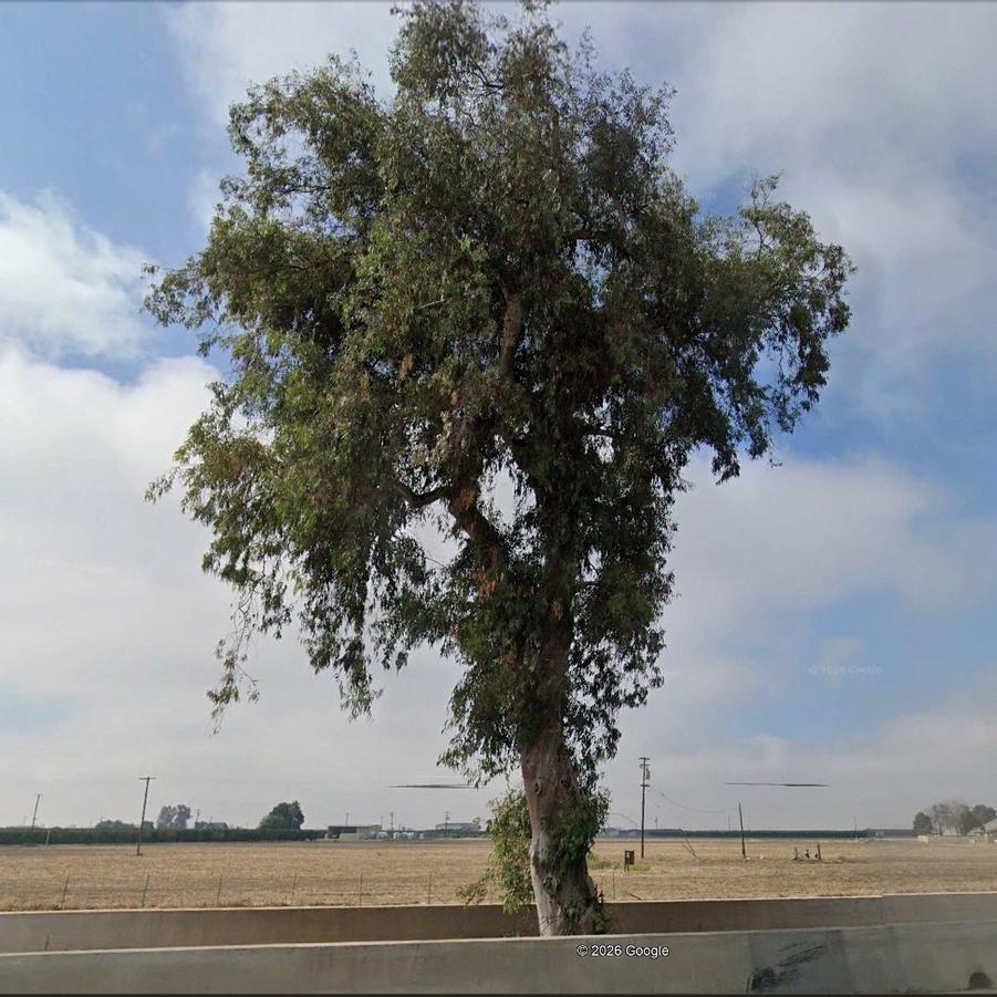 Cupressus macrocarpa Taft's Golden