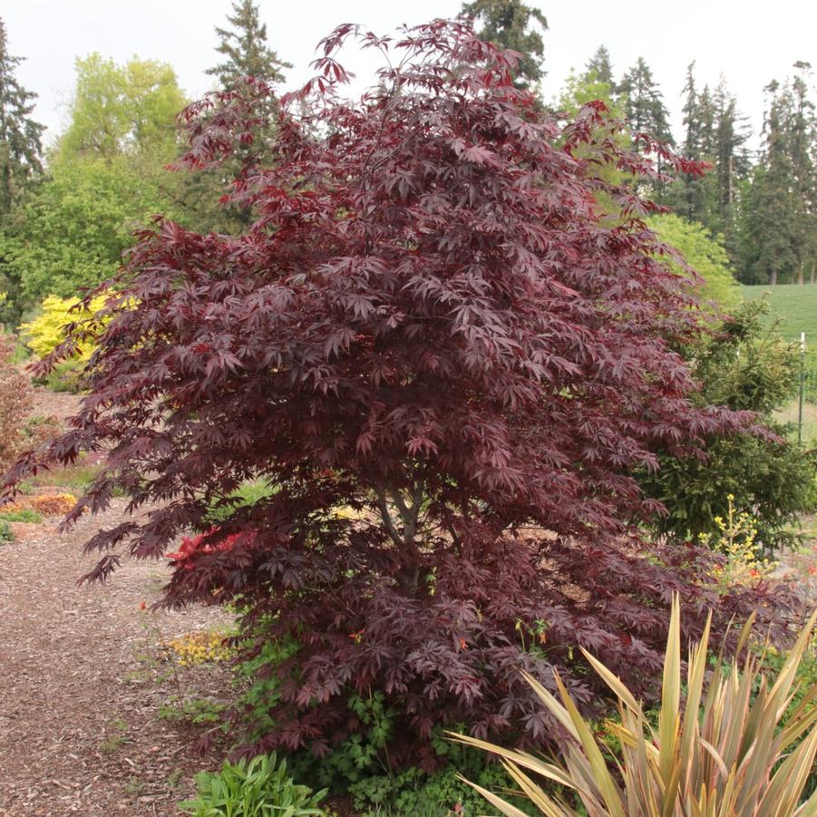 Acer palmatum dissectum Burgundy Lace