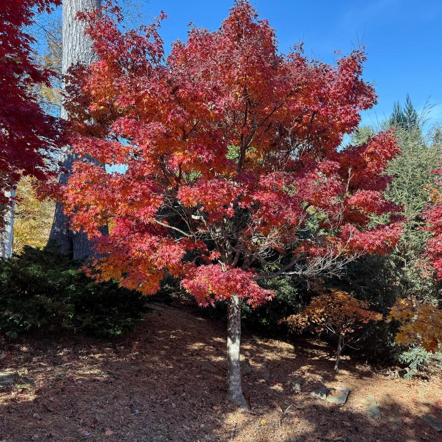 Acer palmatum Tobiosho