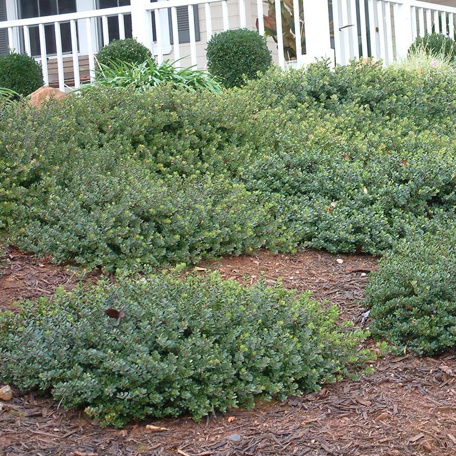 Arctostaphylos uva-ursi Pacific Mist