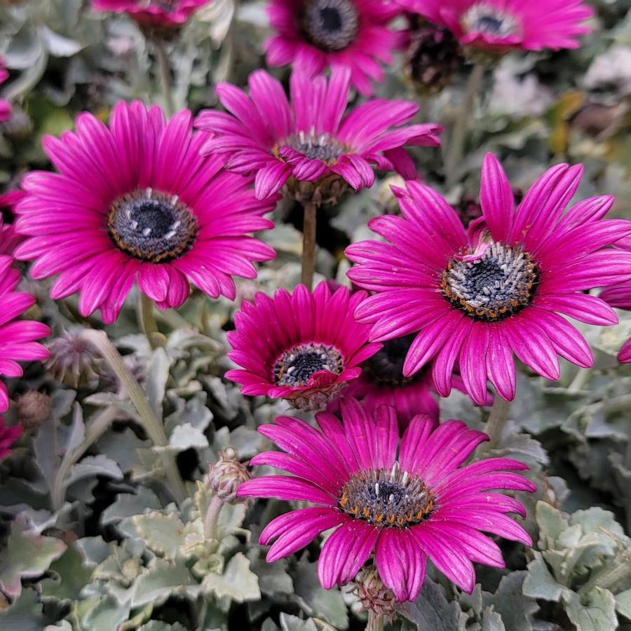 Arctotis Majec Fuchsia
