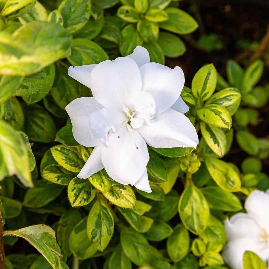 Azalea Encore&reg; Autumn Moonstruck&reg;