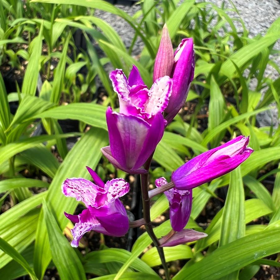 Bletilla striata Tri Lips