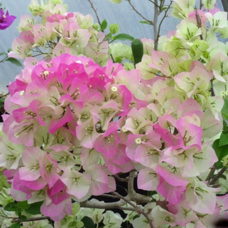 Bougainvillea Thai Delight