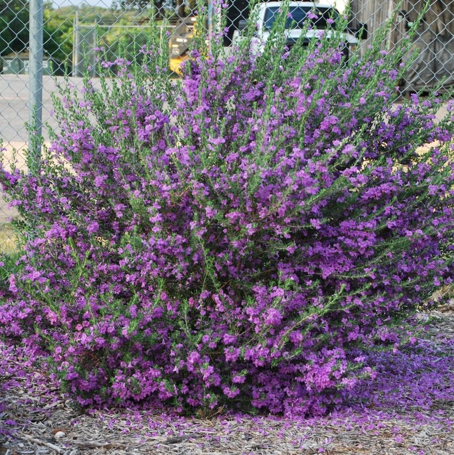 Leucophyllum frutescens Heavenly Cloud