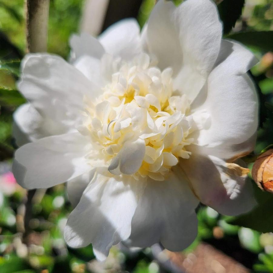 Camellia japonica Winter's Snowman