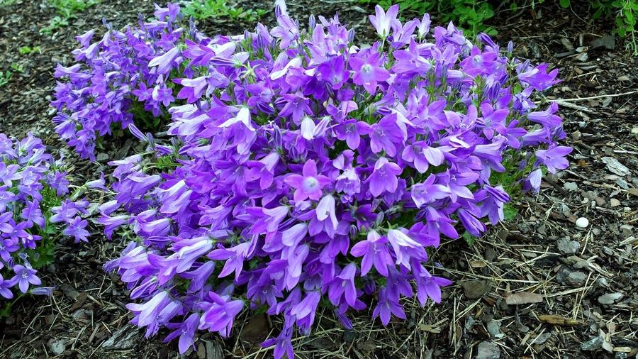 Campanula portenschlagiana Catharina