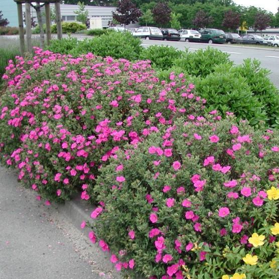 Cistus x pulverulentus Sunset