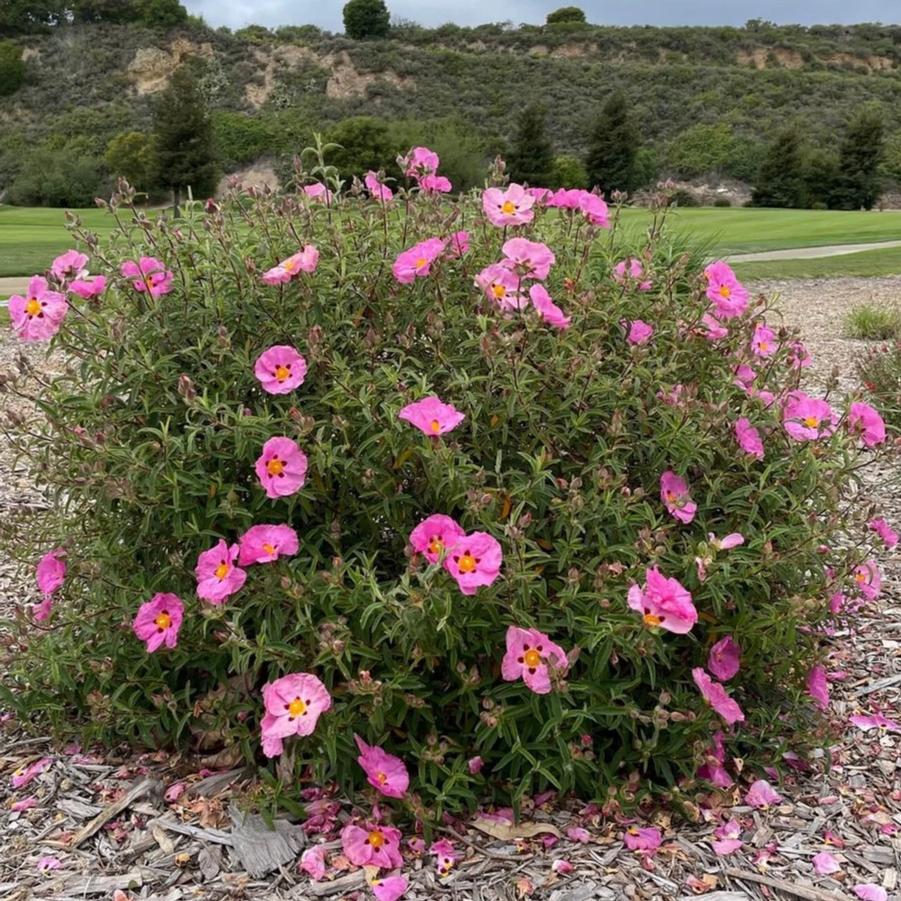 Cistus x purpureus 