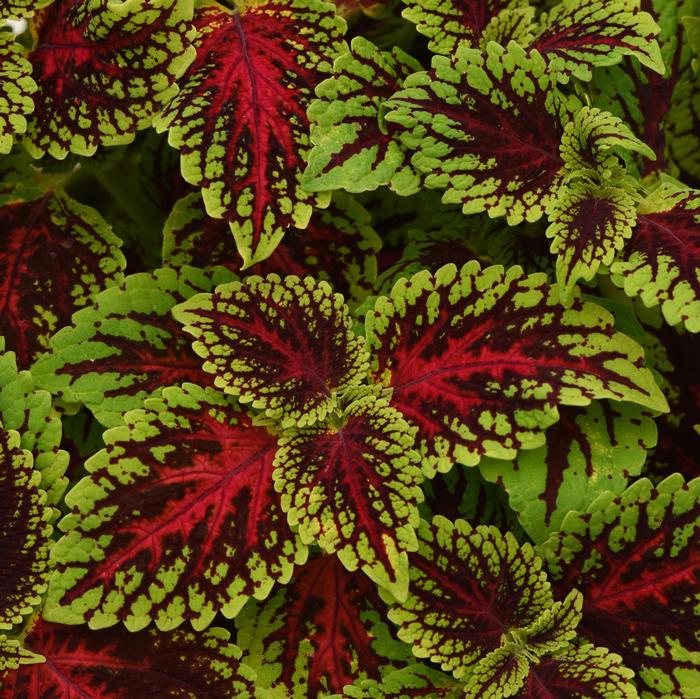 Coleus scutellarioides Dragon Heart