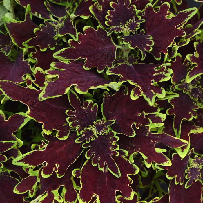 Coleus scutellarioides Volcanica&trade; Limewire
