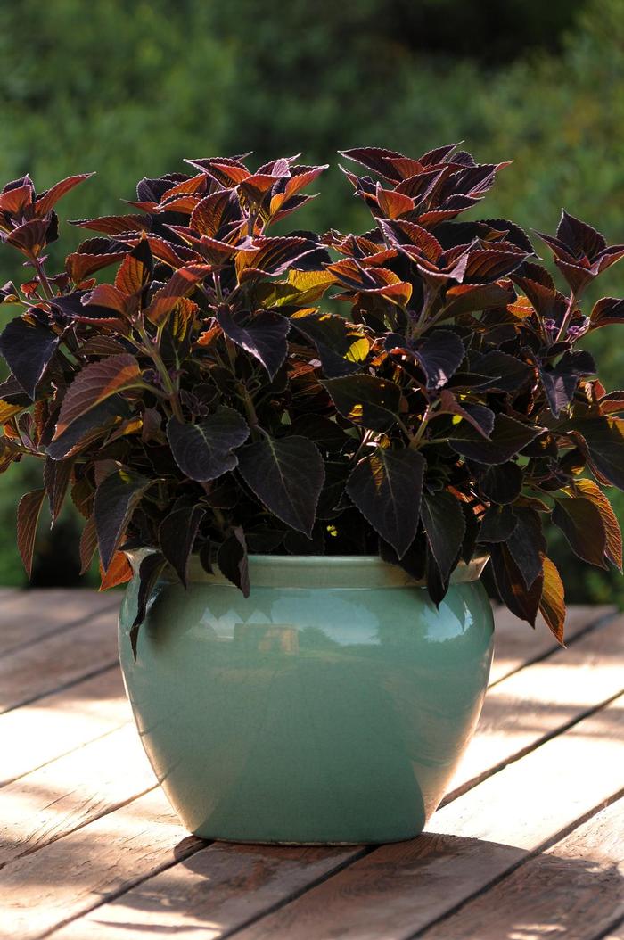 Coleus scutellarioides Volcanica&trade; Vino