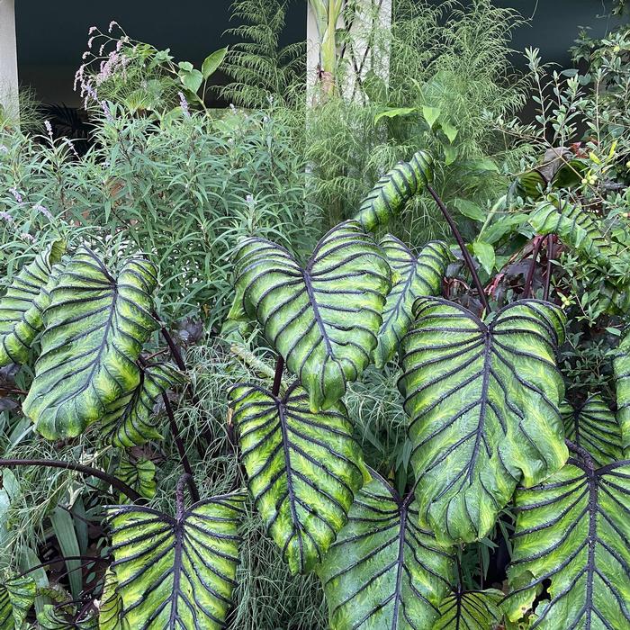 Colocasia Pharaoh's Mask&trade;